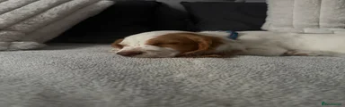Cocker Spaniel 1