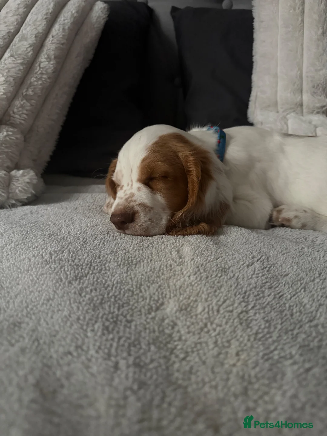 Cocker Spaniel dogs for sale: Cocker spaniel puppy - Advert 1