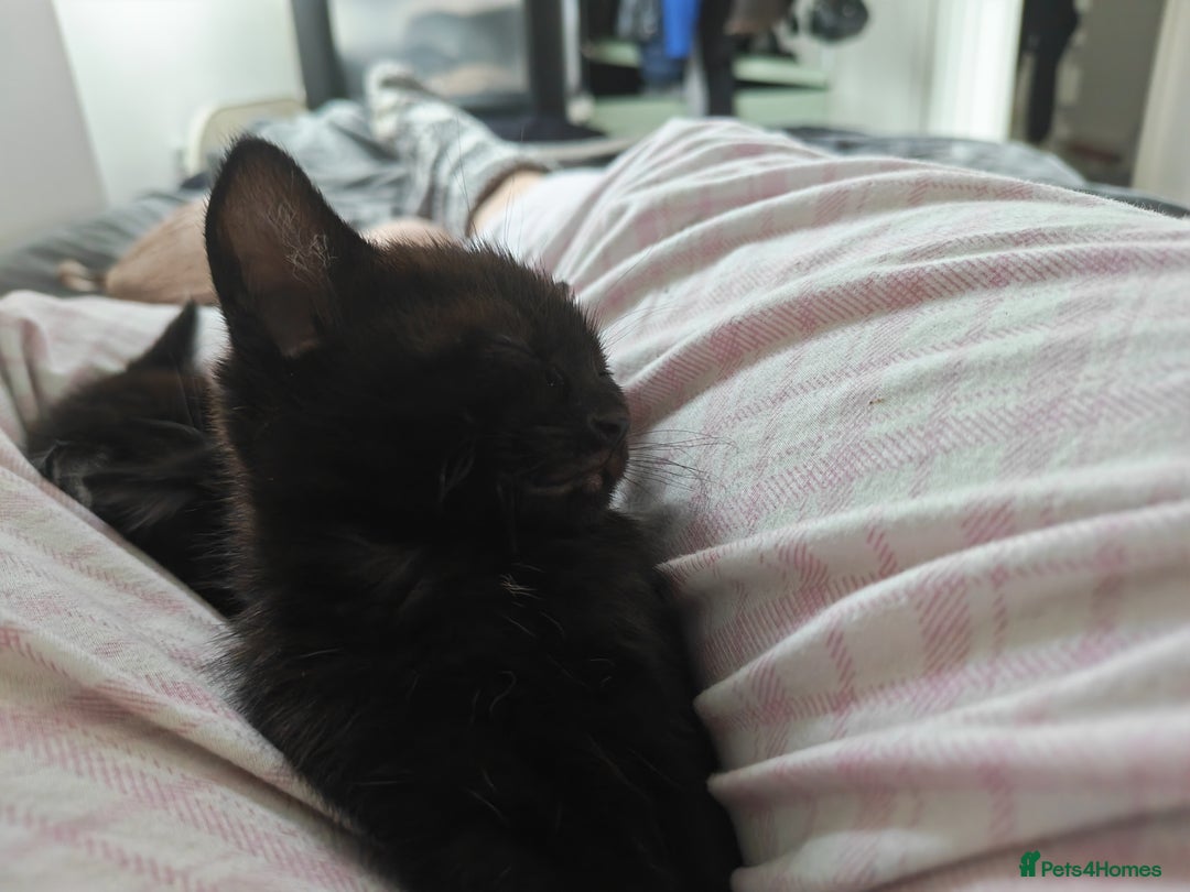 Mixed Breed cats for sale: Beautiful kitten for loving homes - Advert 8