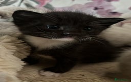 Bengal cats for sale: Ragdoll x Egyptian mau kitties  - Image 13