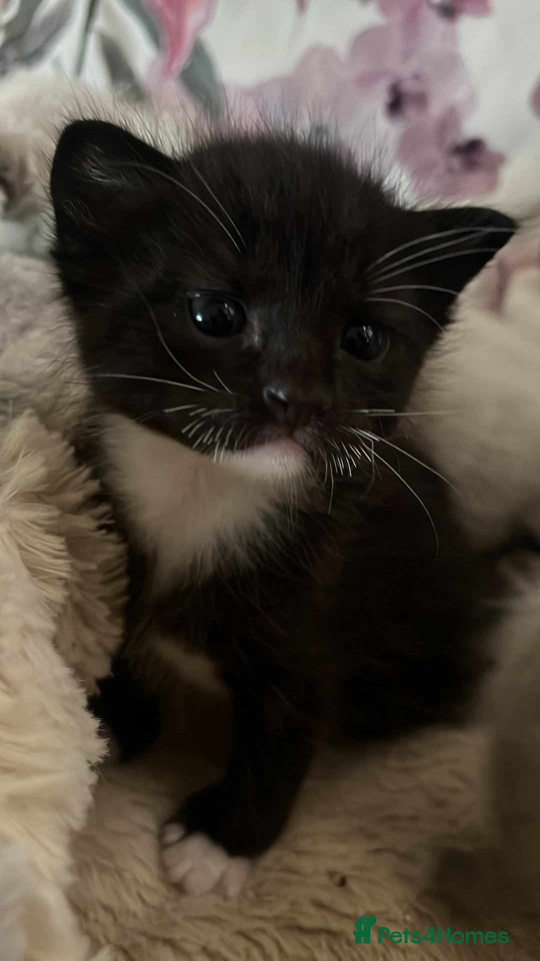 Bengal cats for sale: Ragdoll x Egyptian mau kitties  - Image 13