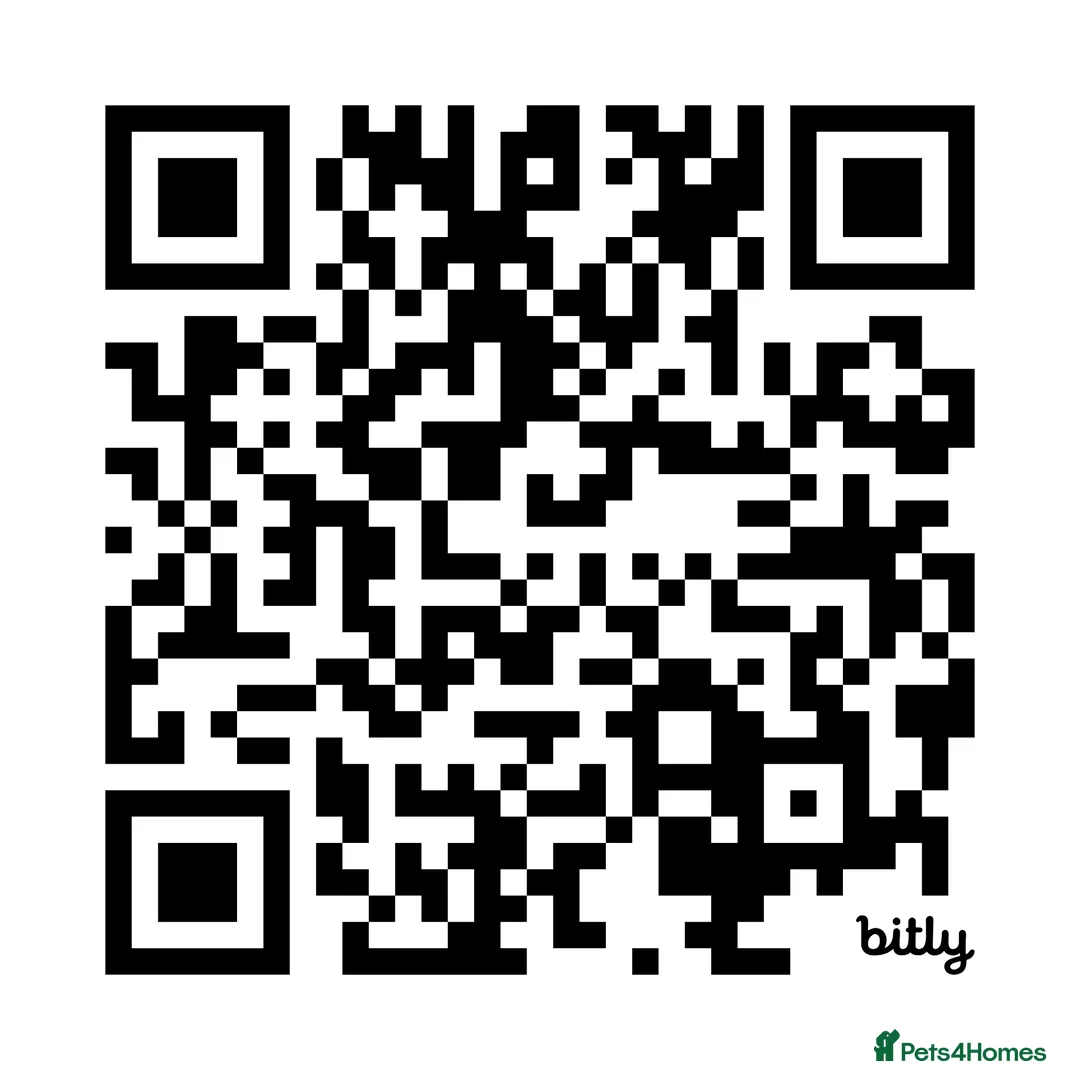 Boston Terrier dogs for adoption: MOLLY – Female Boston Terrier - Advert 4