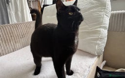 Mixed Breed cats for sale: Male mixed older kitten  - Image 3