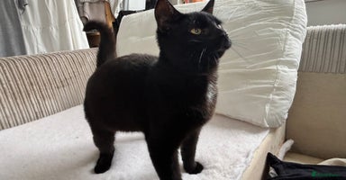 Mixed Breed cats - Advert 1