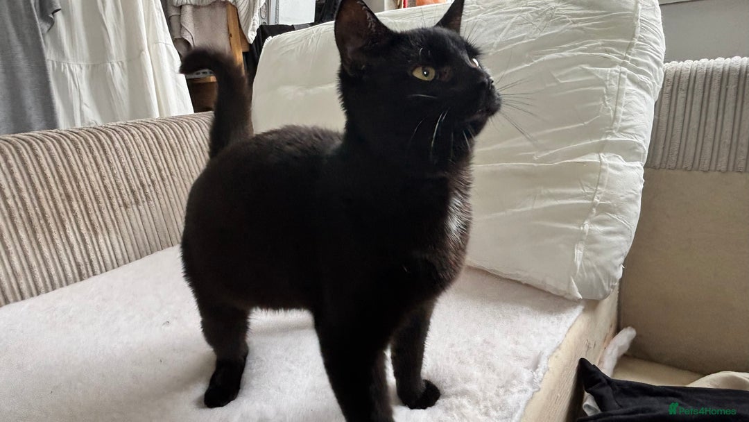 Mixed Breed cats for sale: Male mixed older kitten  - Image 3