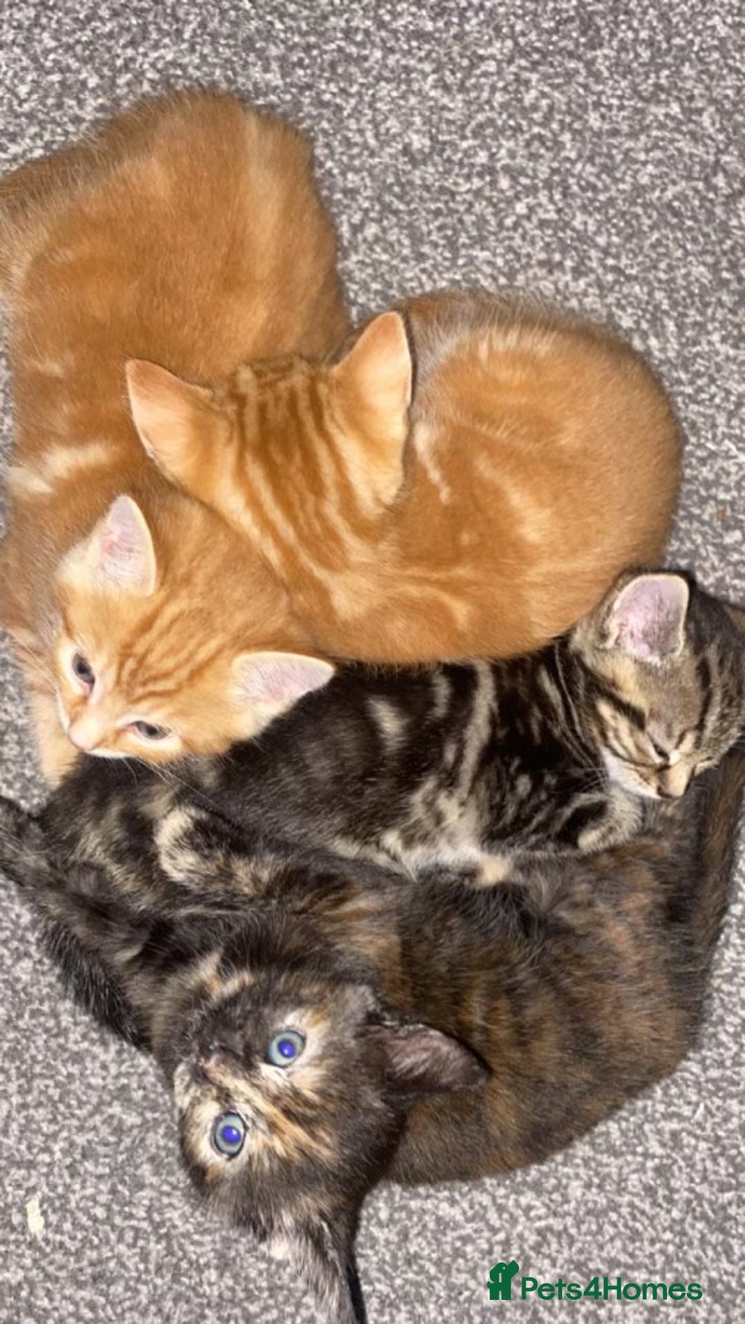 Mixed Breed cats for sale: 4 gorgeous kittens - Image 10