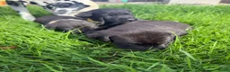 Mixed Breed dogs for sale: Beautiful Weimadors ♥️ - Advert 6