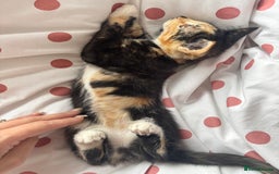 Mixed Breed cats for sale: 1 Gorgeous Female Kitten Ready for their new home - Image 3