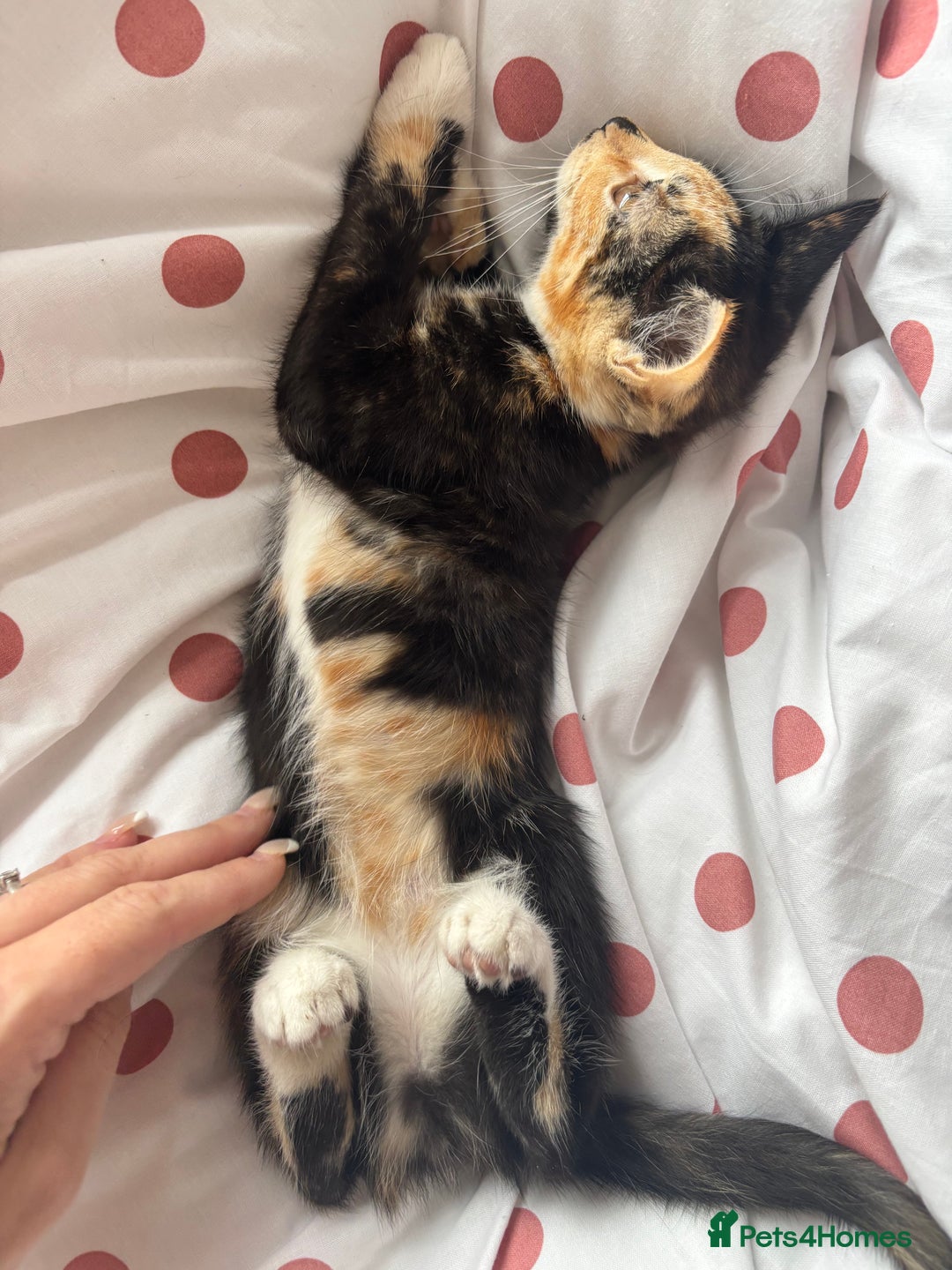 Mixed Breed cats for sale: 1 Gorgeous Female Kitten Ready for their new home - Image 3