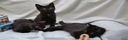 Mixed Breed cats for sale: Beautiful Maine Coon/Bombay Mix Kittens! - Advert 8