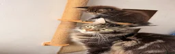 Maine Coon cats for sale: 🐾 FIVE MAINE COON (TWO POLYDACTYL)  - Advert 8
