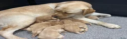 Labrador Retriever dogs for sale: Beautiful litter of KC reg Labrador puppies  - Advert 33