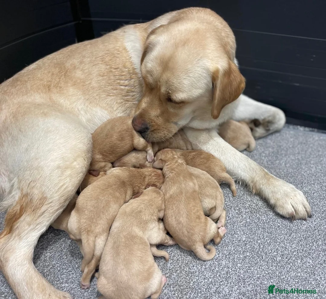 Labrador Retriever dogs for sale: Beautiful litter of KC reg Labrador puppies  - Advert 33