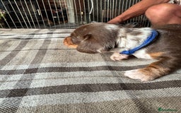 Miniature Dachshund dogs for sale: 🐾 Miniature Dachshund Puppies for Sale 🐾 - Image 29