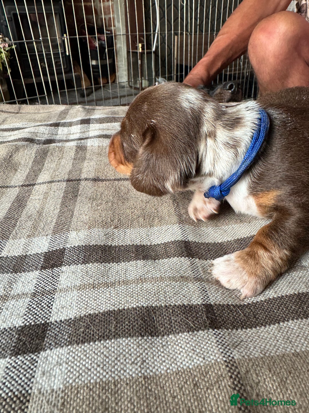 Miniature Dachshund dogs for sale: 🐾 Miniature Dachshund Puppies for Sale 🐾 - Image 29