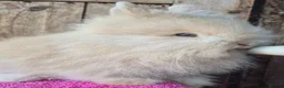 Lionhead rabbits for sale: Pure bred lion head boys.  - Advert 8