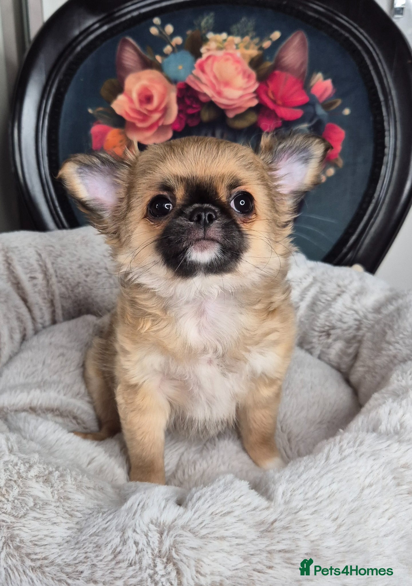 Chihuahua dogs ⚜️KC registered tiny Chihuahua puppies  - Advert 19
