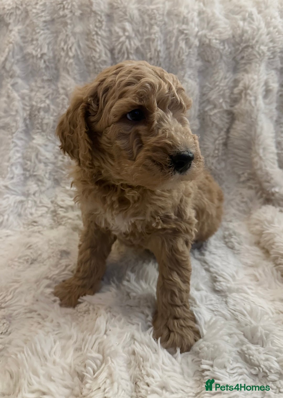 Goldendoodle dogs for sale: Beautiful golden doodles  - Advert 6