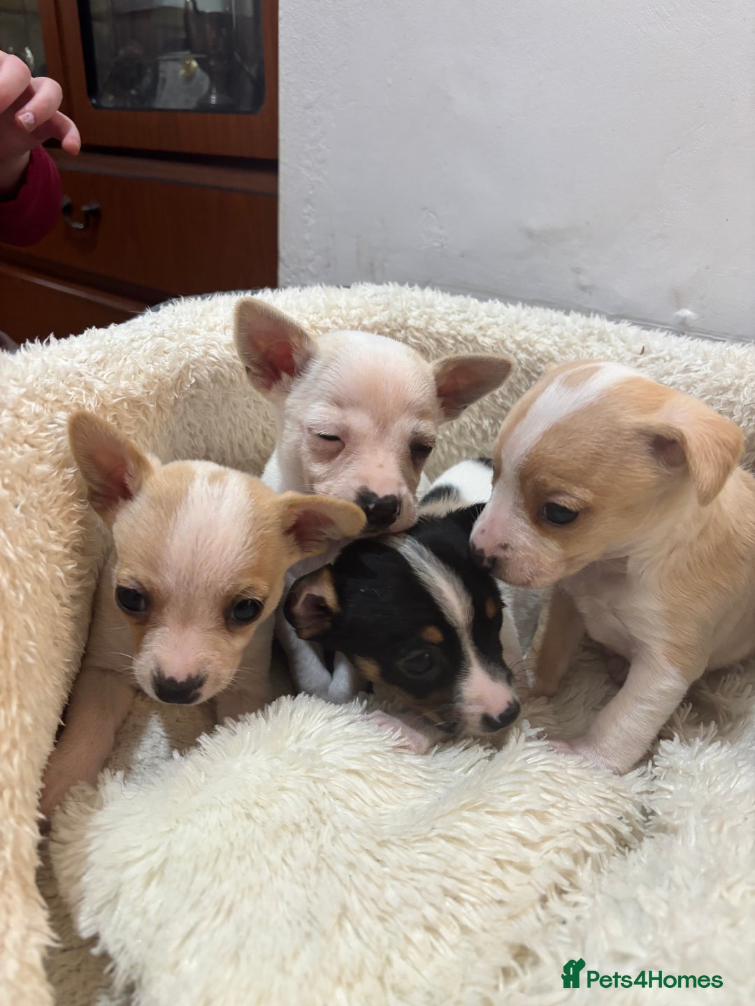 Mixed Breed dogs for sale: Adorable Jack Russel x Chihuahua puppies  - Advert 14