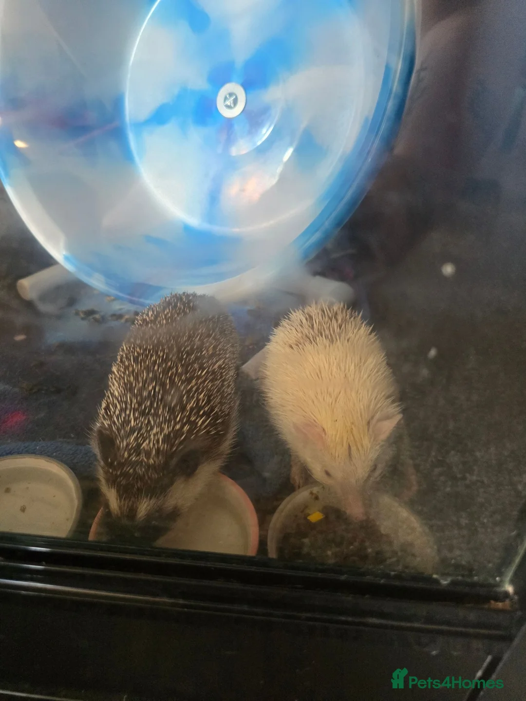 Pygmy Hedgehog rodents for sale: Ivie & Freyja - Advert 2