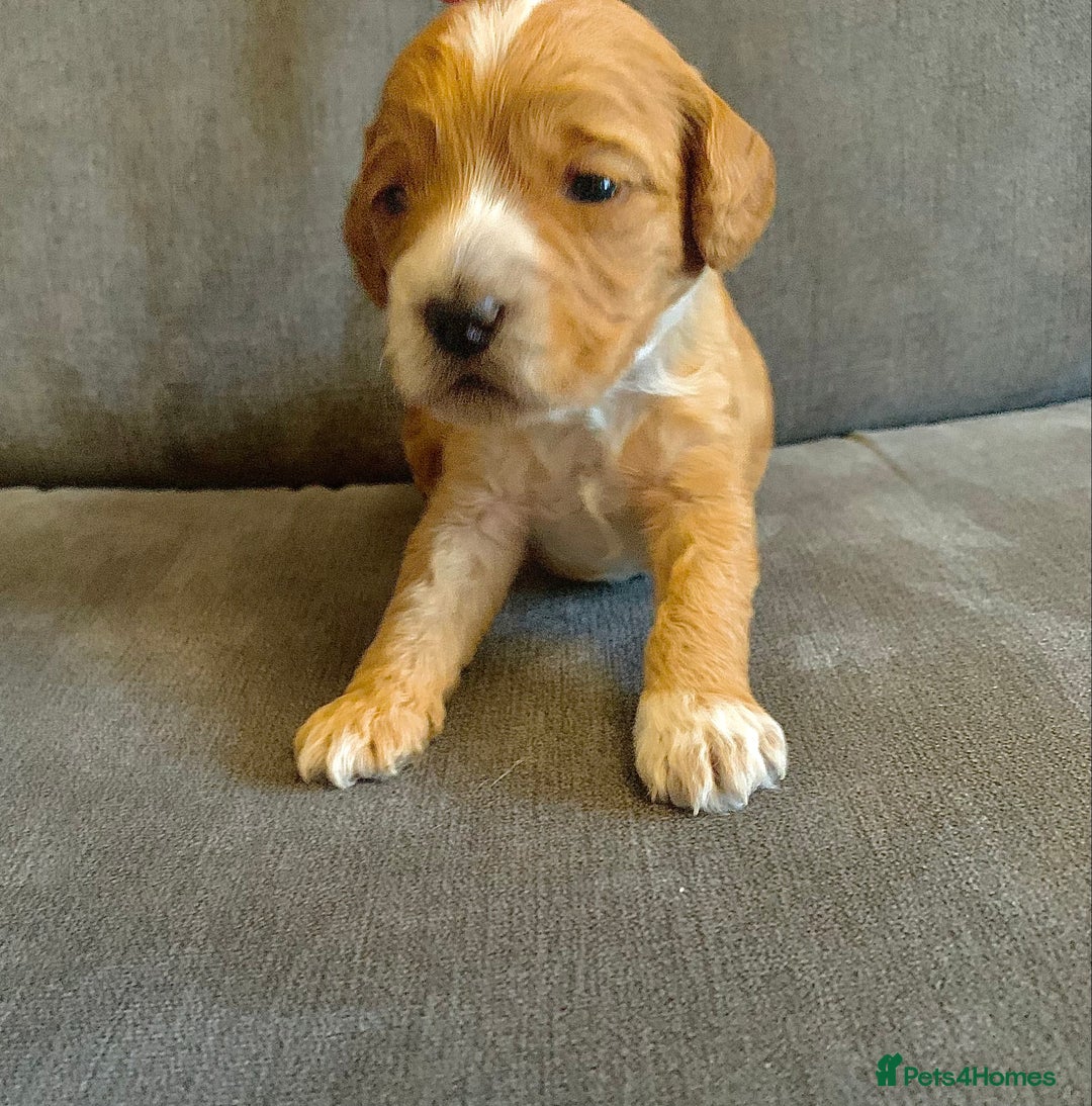 Cockapoo dogs for sale: Cockapoo F1b - Advert 32