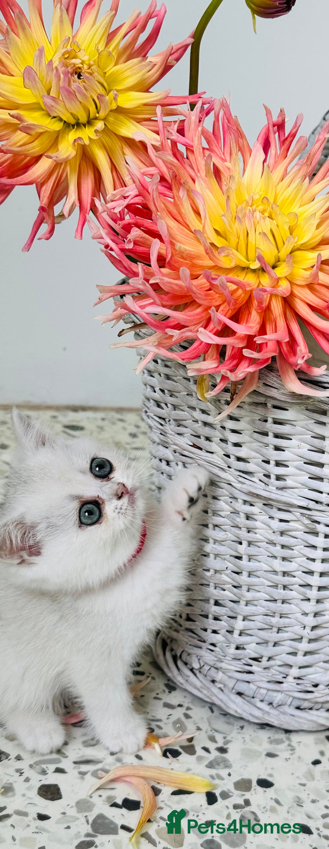 British Shorthair cats for sale: 🩵Silver shaded British short hair kitten 🩵 - Image 6