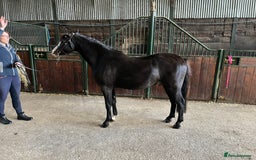 Welsh Section B horses for sale: Top class section B for sale  - Image 2