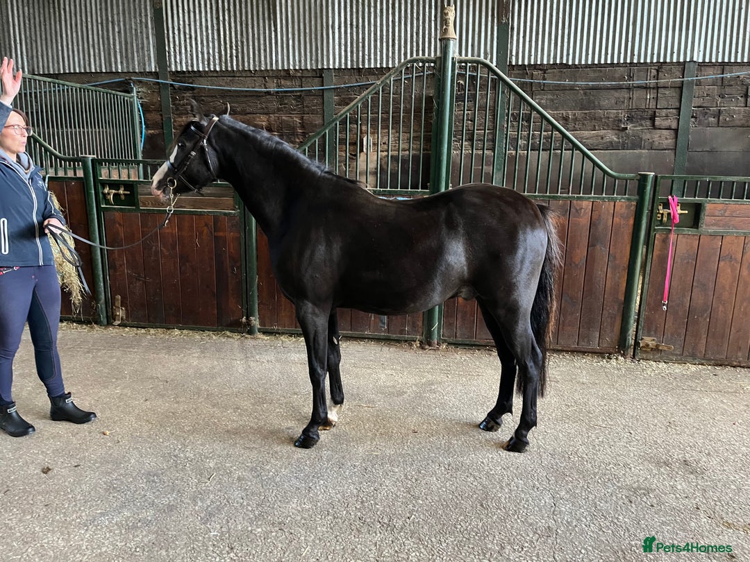 Welsh Section B horses for sale: Top class section B for sale  - Image 2
