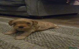 Cockapoo dogs for sale: Beautiful F1b cockapoo puppies  - Image 1