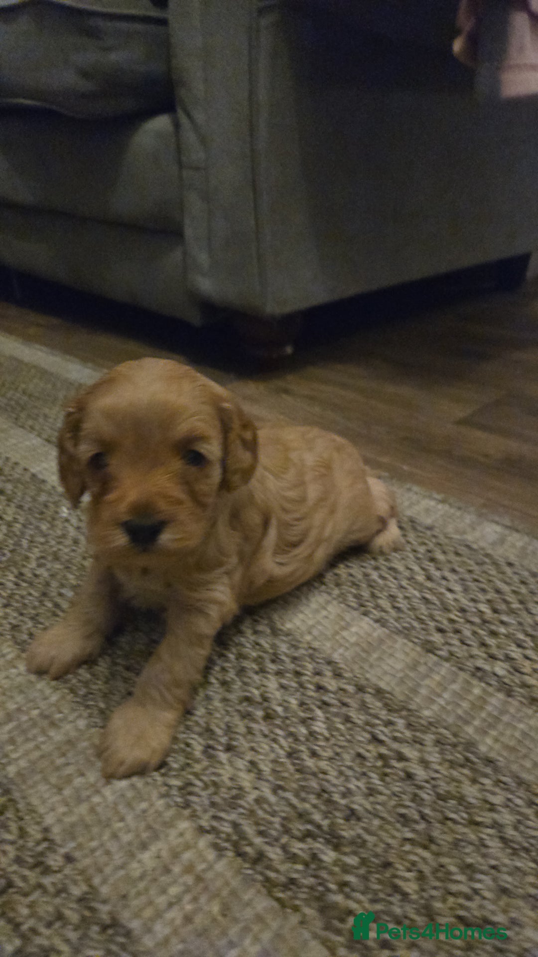Cockapoo dogs for sale: Beautiful F1b cockapoo puppies  - Image 1