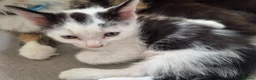 Mixed Breed cats for sale: Ready now Beautiful kittens - Advert 7