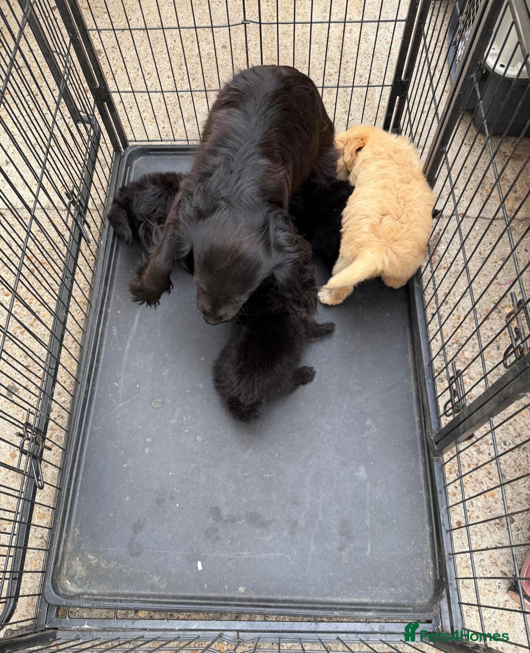 Cockapoo dogs for sale: Cockapoo puppies for sale  - Image 13