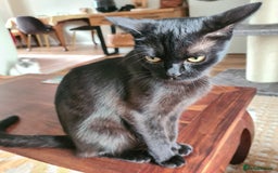 British Shorthair cats for sale: Chocolate british shorthair female - Image 3