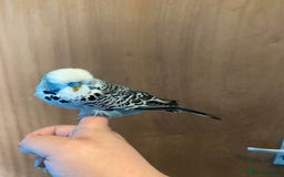 Lovebirds birds for sale: 4 year old female and 6 week old baby and budgie - Image 1