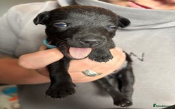 Patterdale Terrier dogs for sale: Patterdale puppies  - Image 22