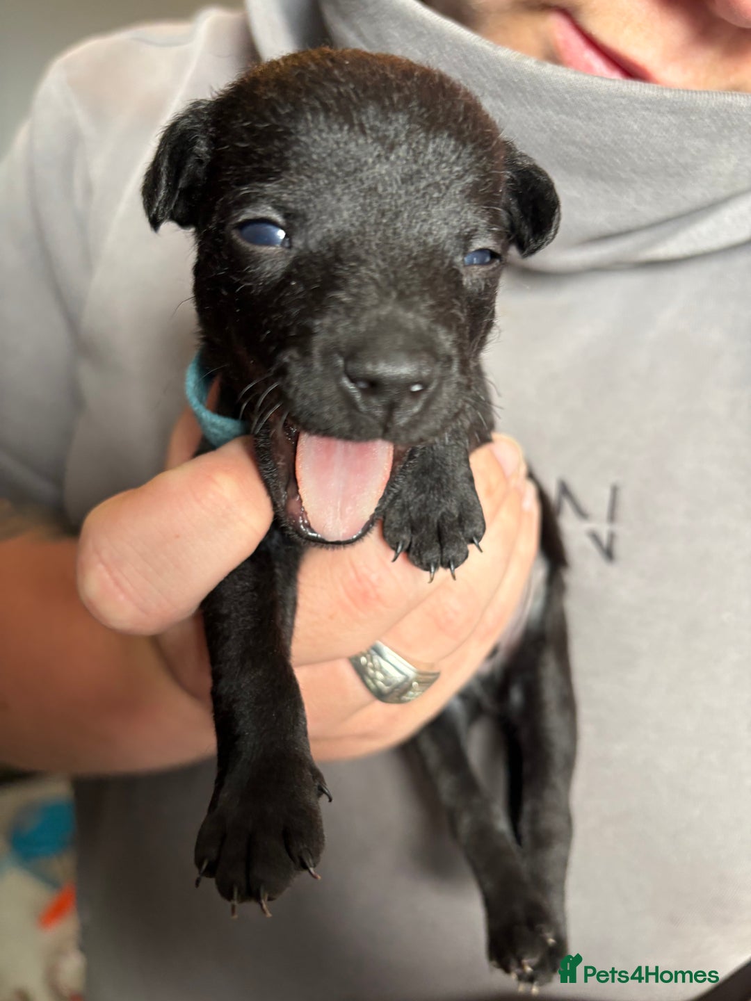 Patterdale Terrier dogs for sale: Patterdale puppies  - Image 22
