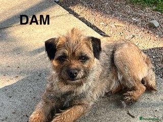 Border Terrier dogs KC Border Terrier Pups (1 female left) - Advert 10