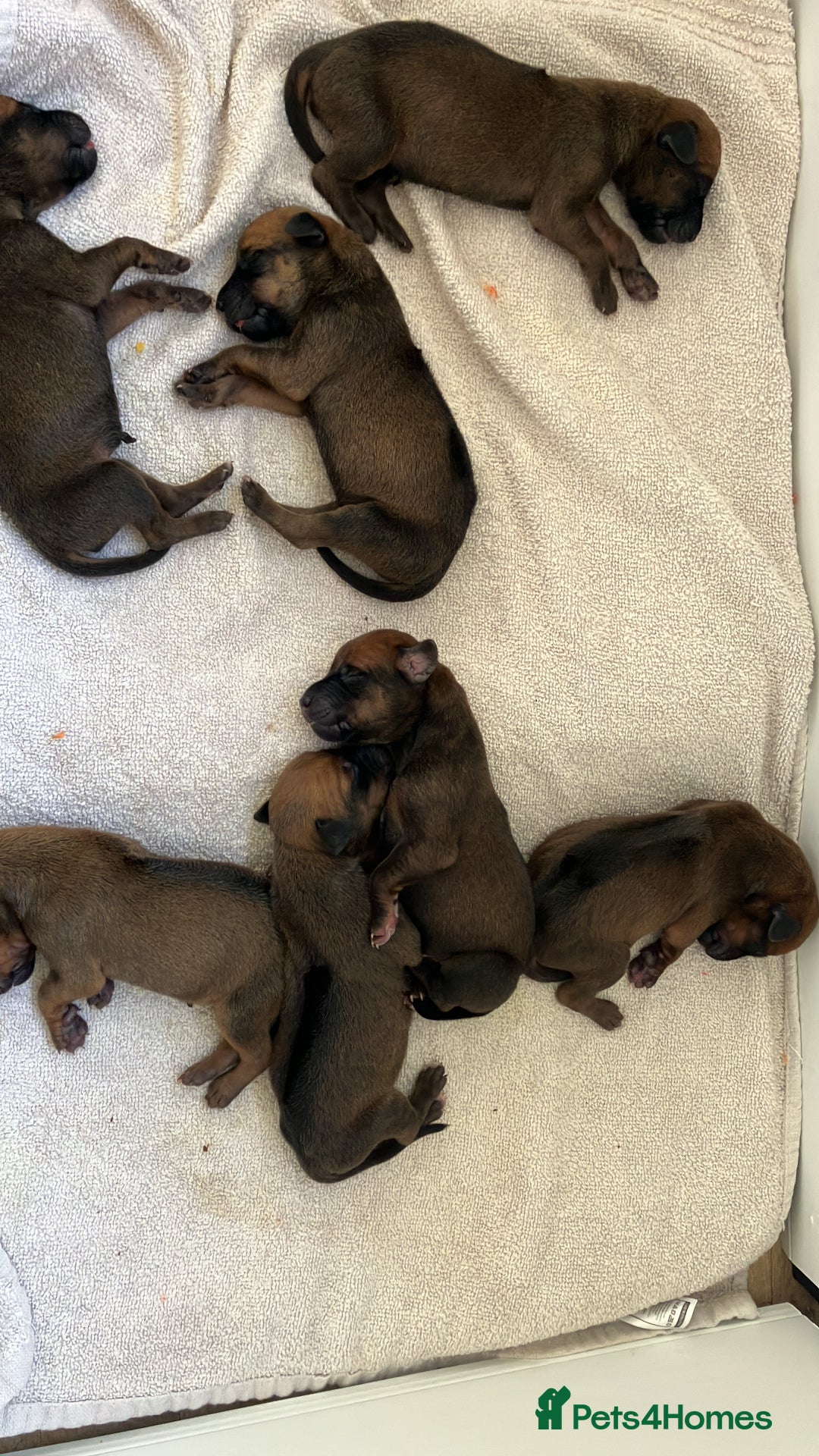 Rhodesian Ridgeback dogs for sale: * CUTENESS ALERT * READY END OF JANUARY - Advert 14