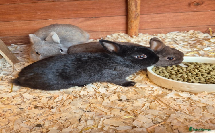 Netherland Dwarf rabbits - Advert 1