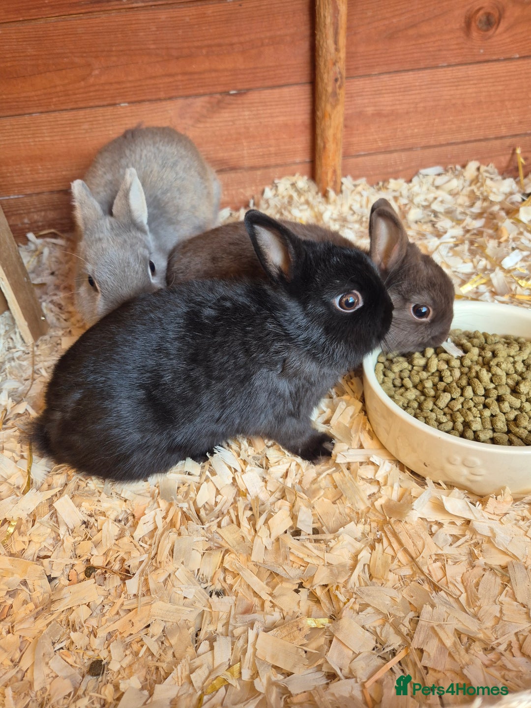 Netherland Dwarf rabbits for sale: Gorgeous tiny Black baby Netherland doe - Image 1