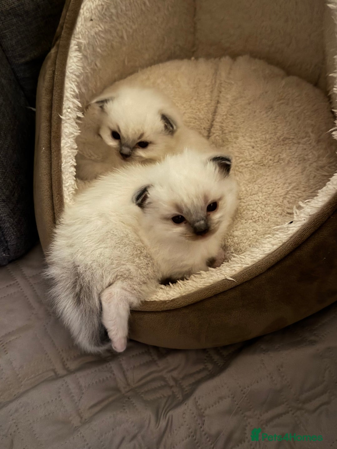 Ragdoll cats for sale: Last mitted Ragdoll boy available  - Advert 14