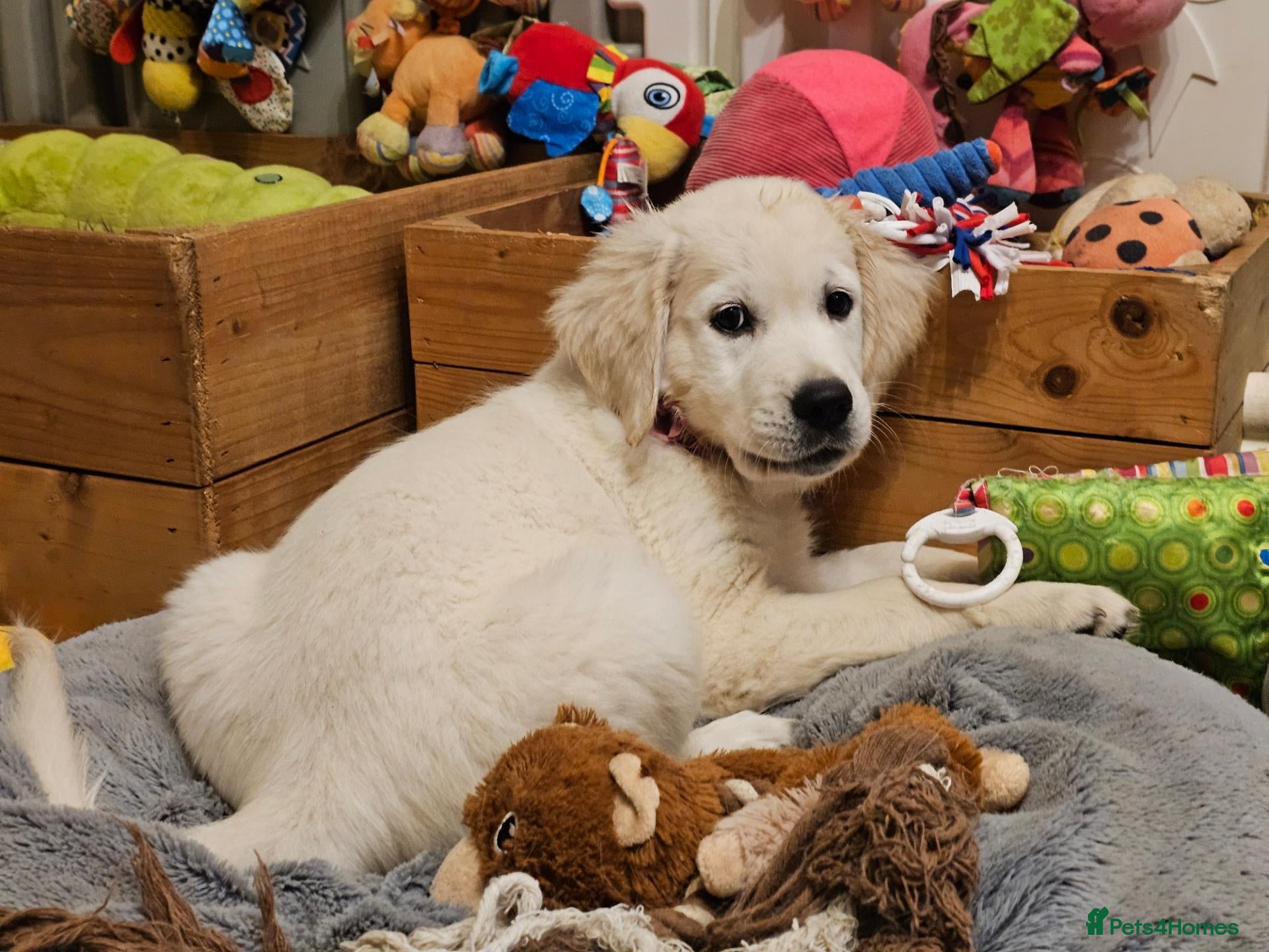 Golden Retriever dogs for sale: Outstanding Kc registered Golden Retriever puppies - Advert 6