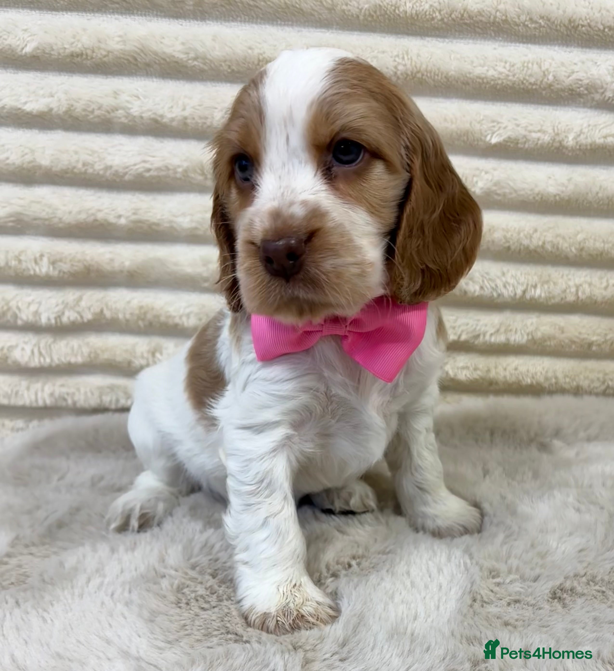 Cocker Spaniel dogs KC reg, health tested English Show Cocker Spaniel - Advert 1