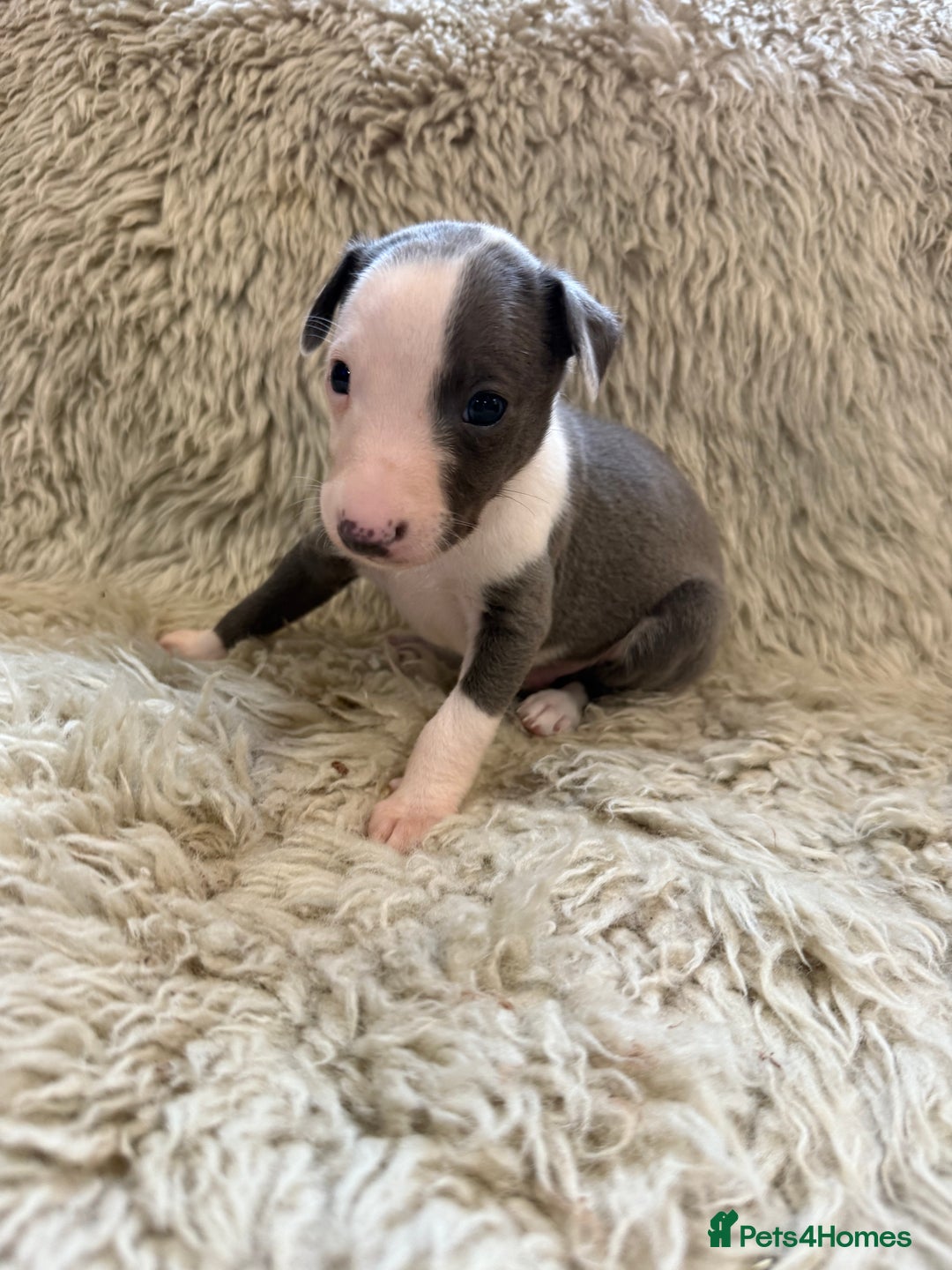 Whippet dogs for sale: KC registered Whippet puppies  - Advert 9