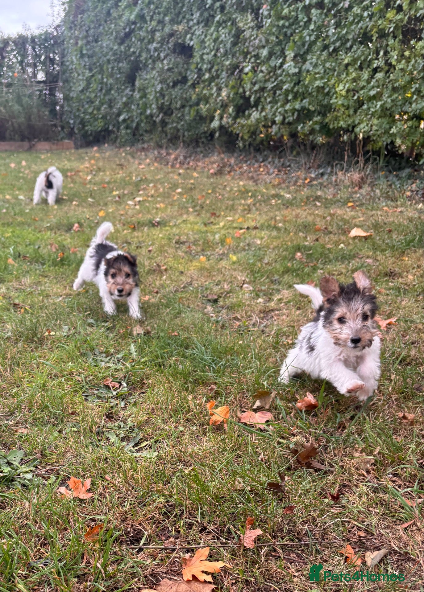 Fox Terrier dogs 5 X Beautiful Wire Fox Terrier Puppies - Advert 7