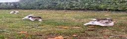 Fox Terrier dogs for sale: 5 X Beautiful Wire Fox Terrier Puppies - Advert 15