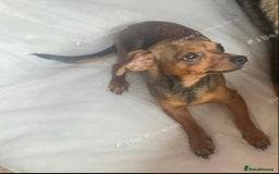 Jack Russell dogs for sale: jack russel girl  - Image 2