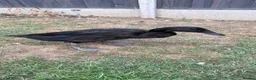 Ducks poultry for sale: 2 x female Cayuga x Indian runner ducks in Rugby - Advert 2