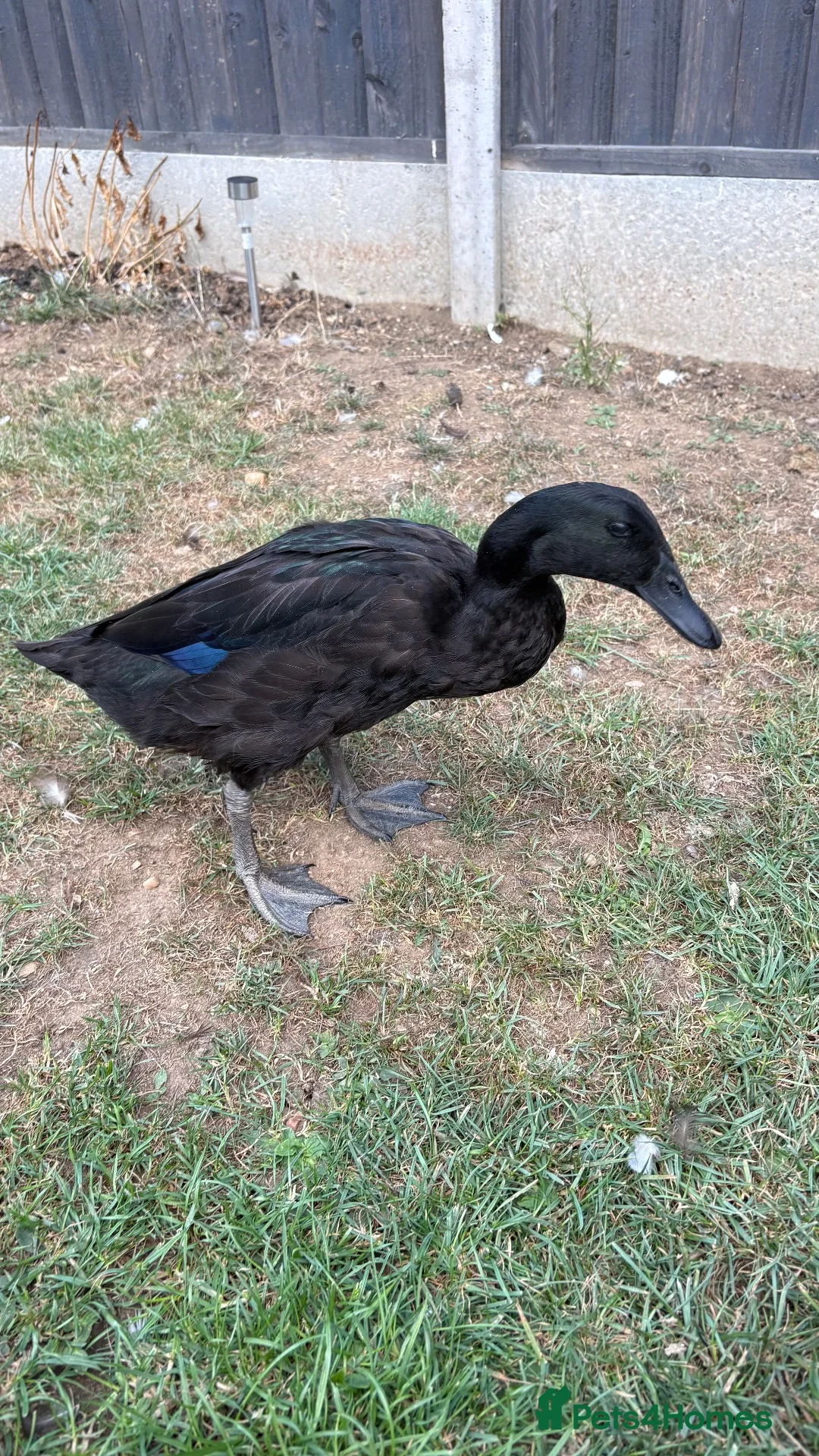 Ducks poultry for sale: 2 x female Cayuga x Indian runner ducks in Rugby - Advert 2