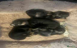 Mixed Breed dogs for sale: Beautiful Baby boy Daug puppy’s-  - Image 1
